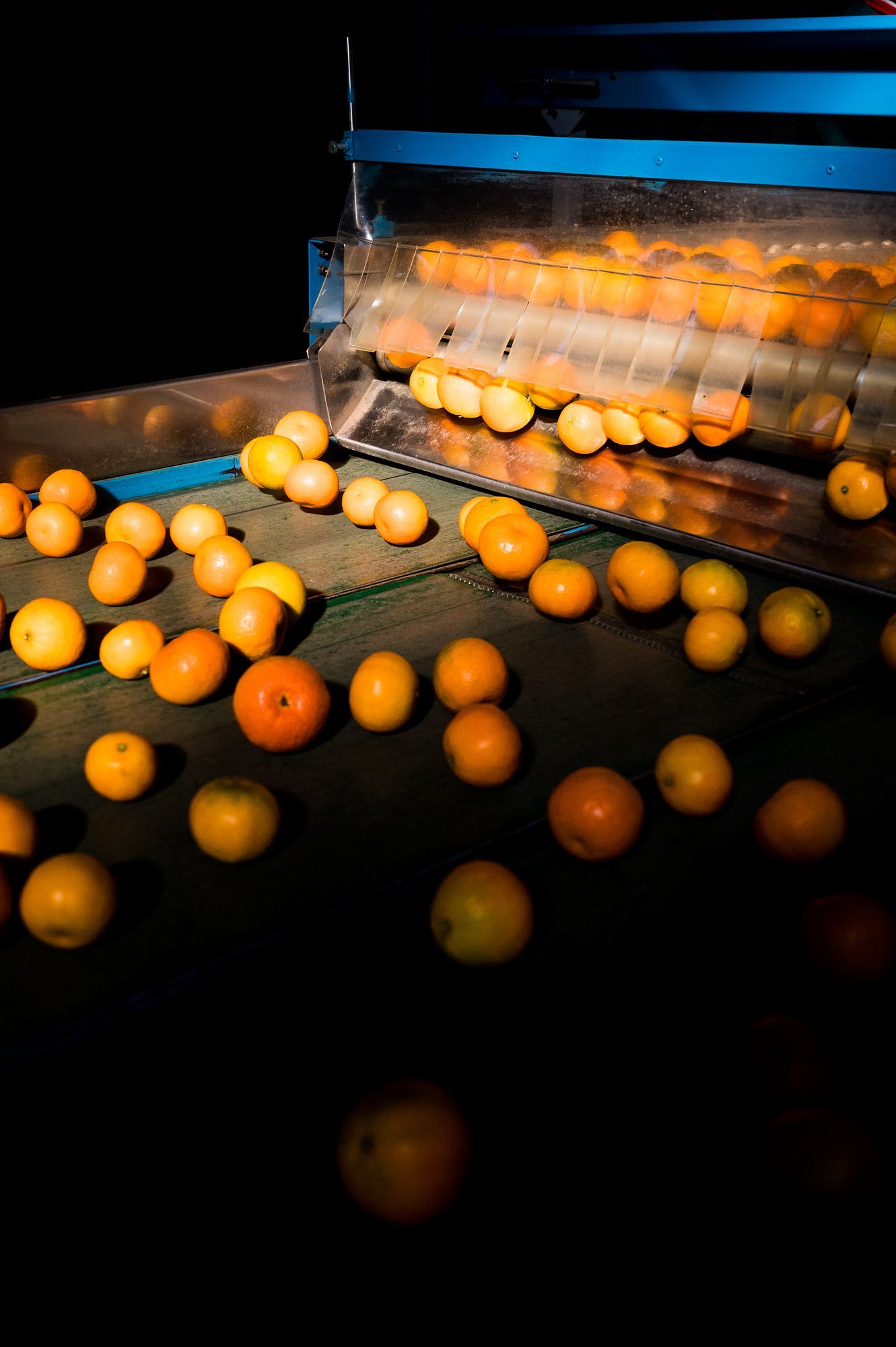 HNP Boerdery: Oranges tumbling along a lit sorting line in the packhouse