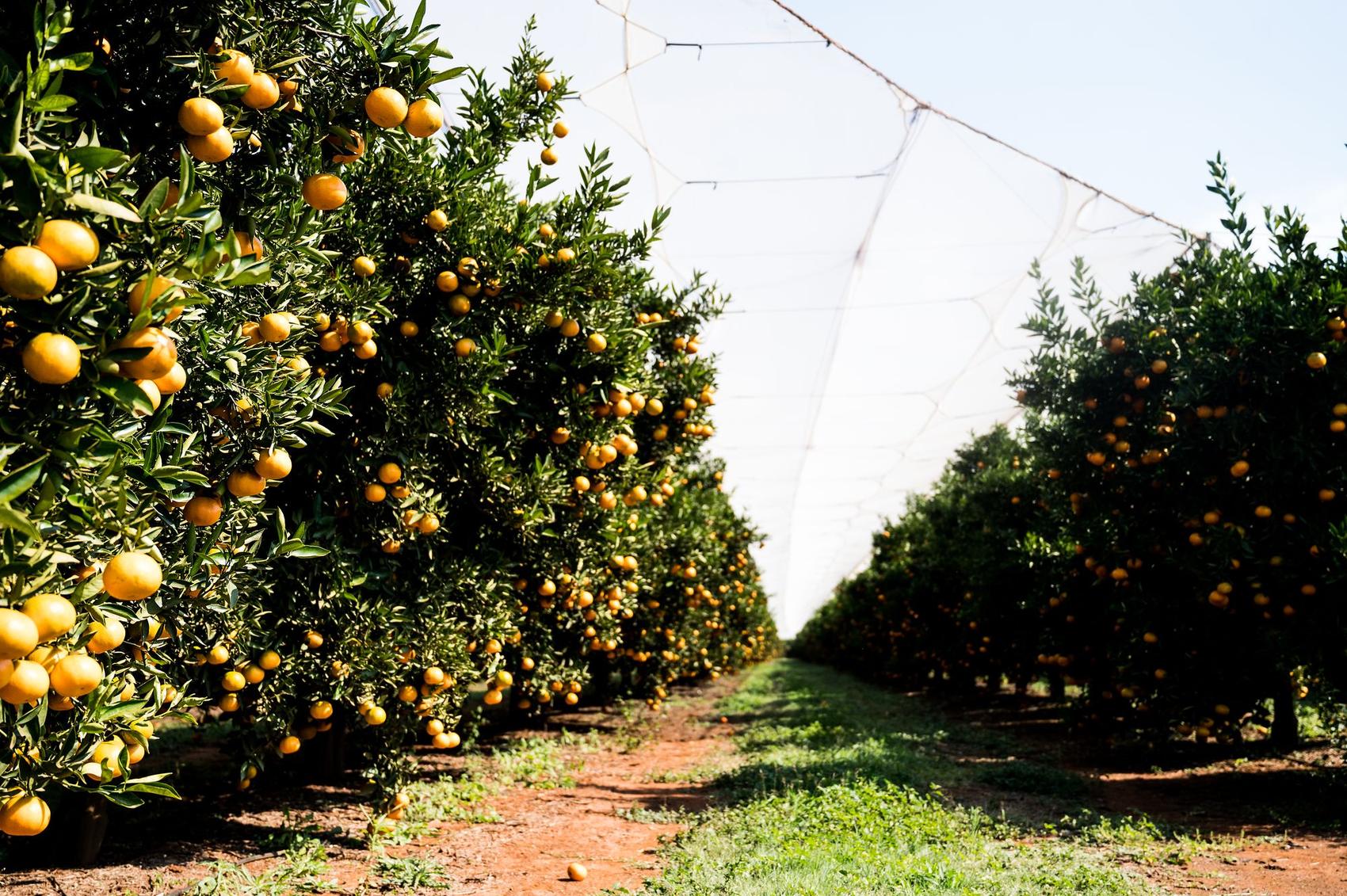 HNP Boerdery: Rows of citrus trees heavy with oranges under netting