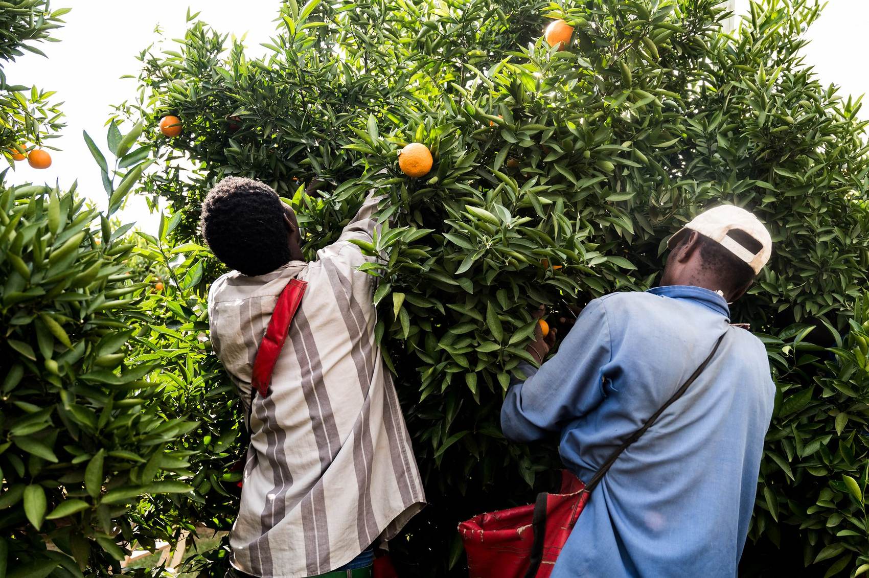 HNP Boerdery: Pickers harvesting oranges in the orchard