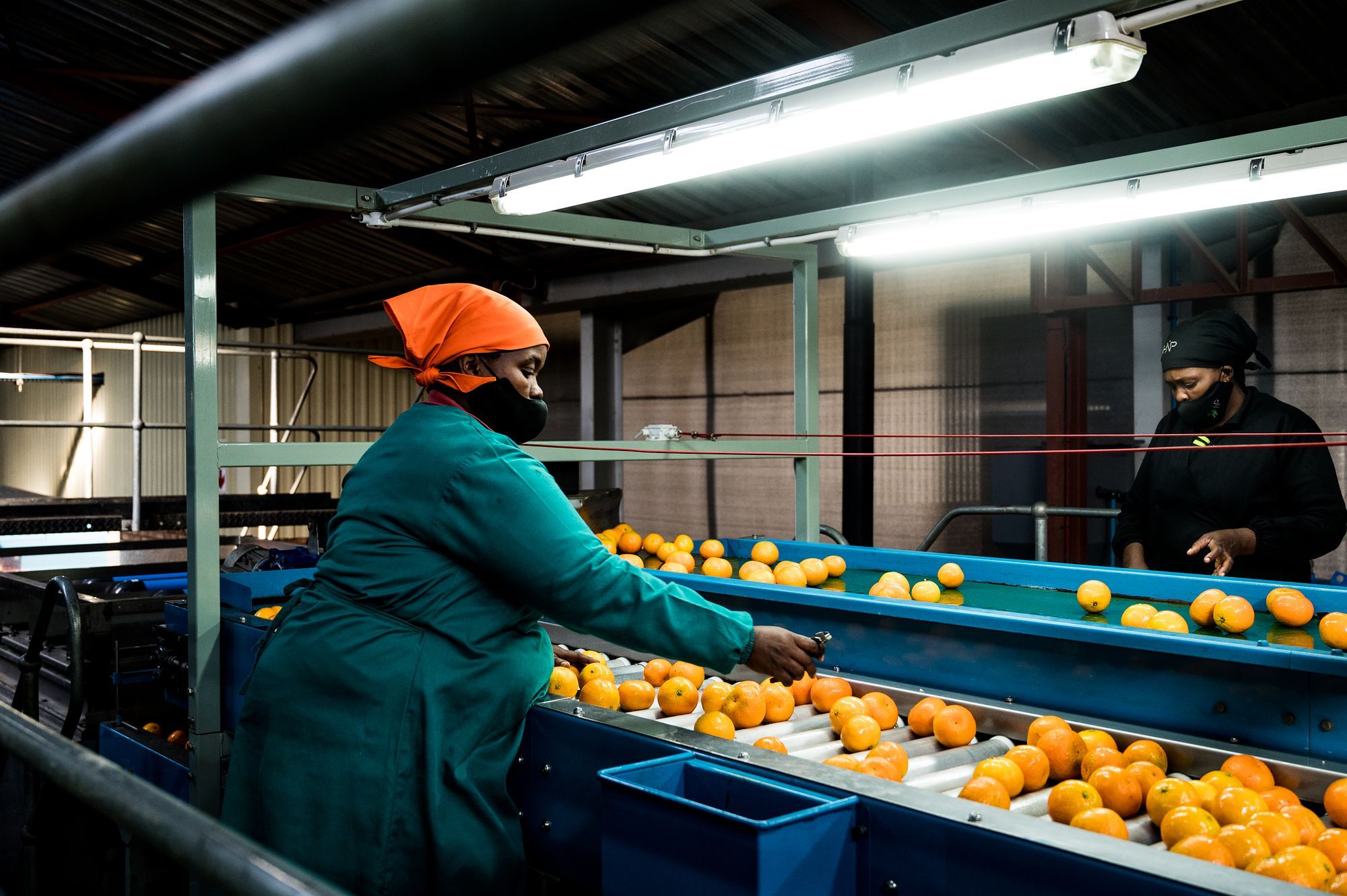 HNP Boerdery: Packhouse worker sorting oranges on the line