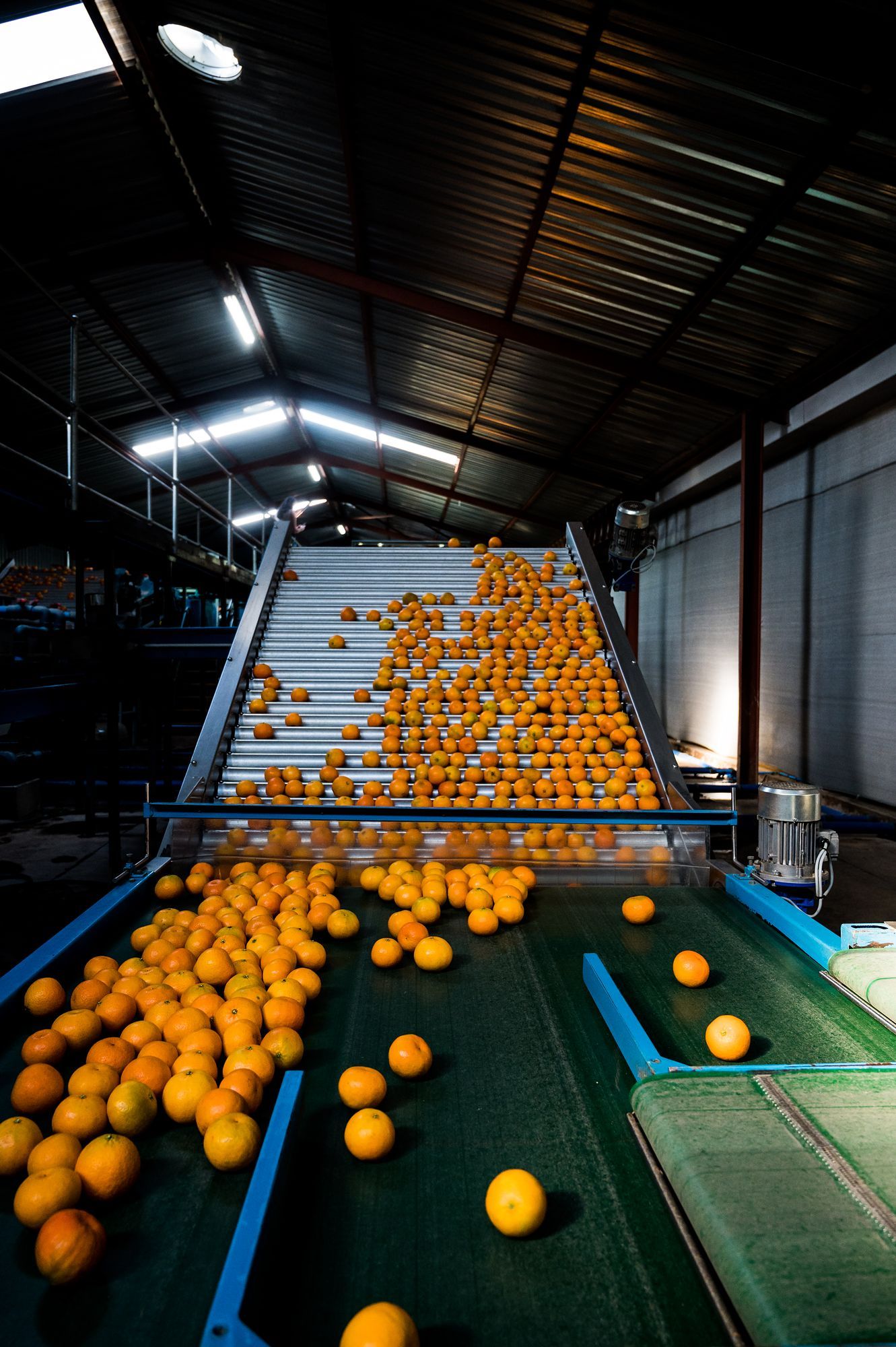HNP Boerdery: Oranges flowing down a conveyor in the packhouse