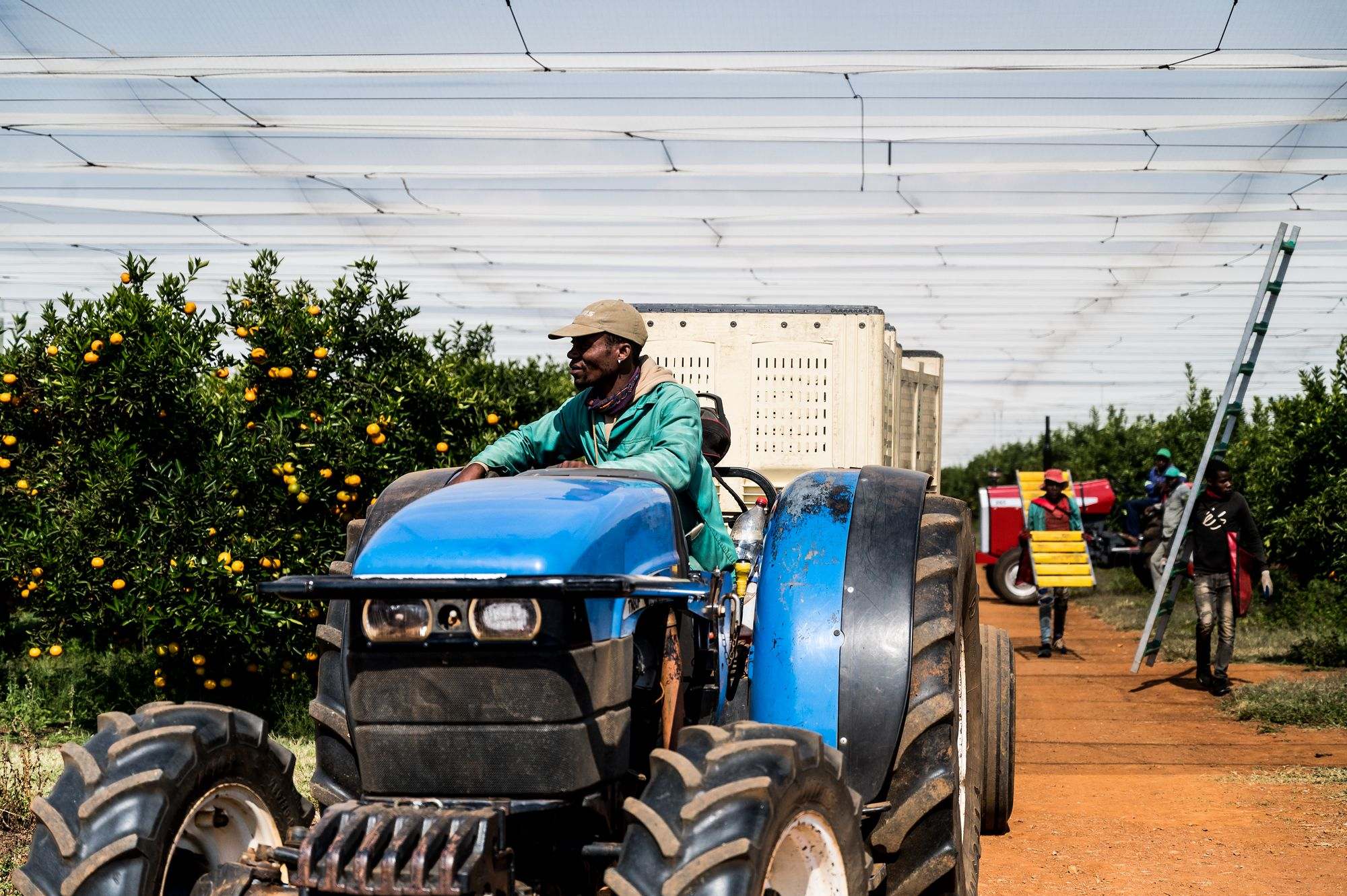 HNP Boerdery: Blue tractor working between orchard rows