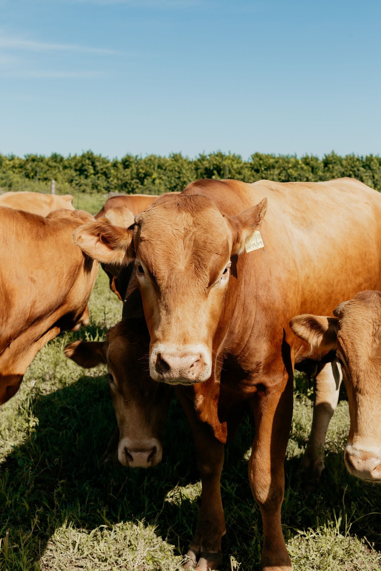 HNP Boerdery: Brown cows looking into the camera in the veld