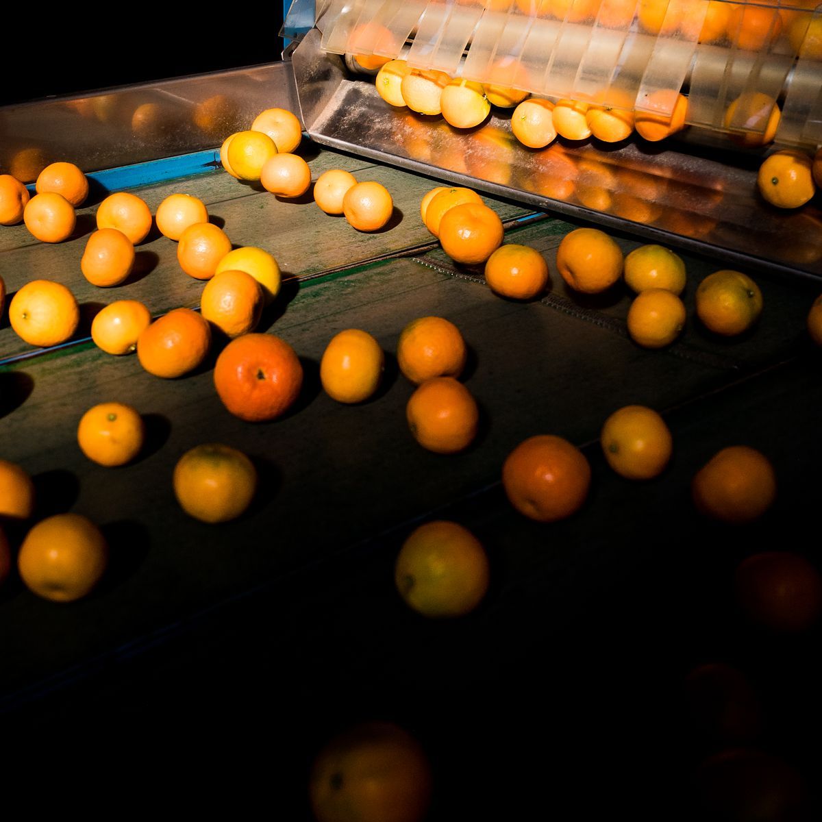 HNP Boerdery packhouse: oranges tumbling along a lit sorting line