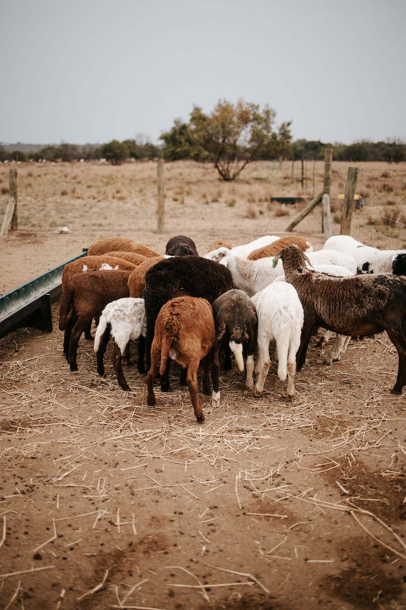 Mieliestronk: Sheep and goats gathered in the veld
